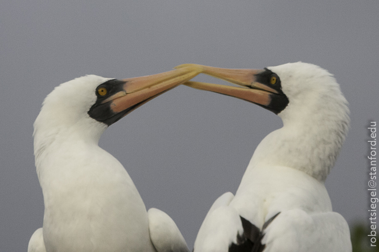 galapagos